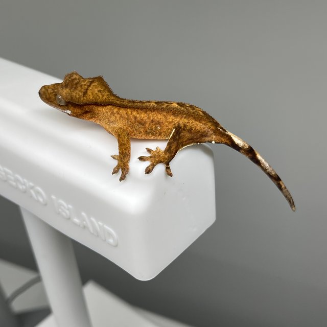 노멀 팬텀 옐로우