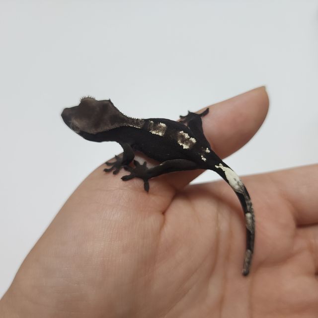 아잔틱