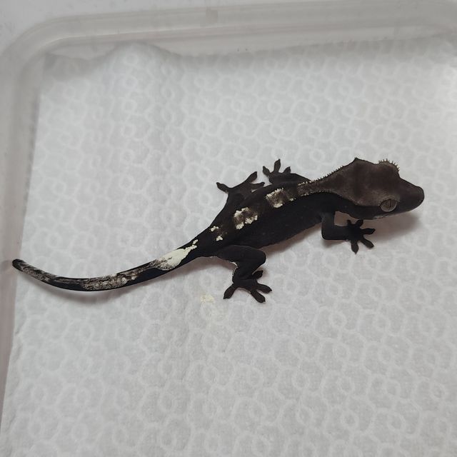 아잔틱
