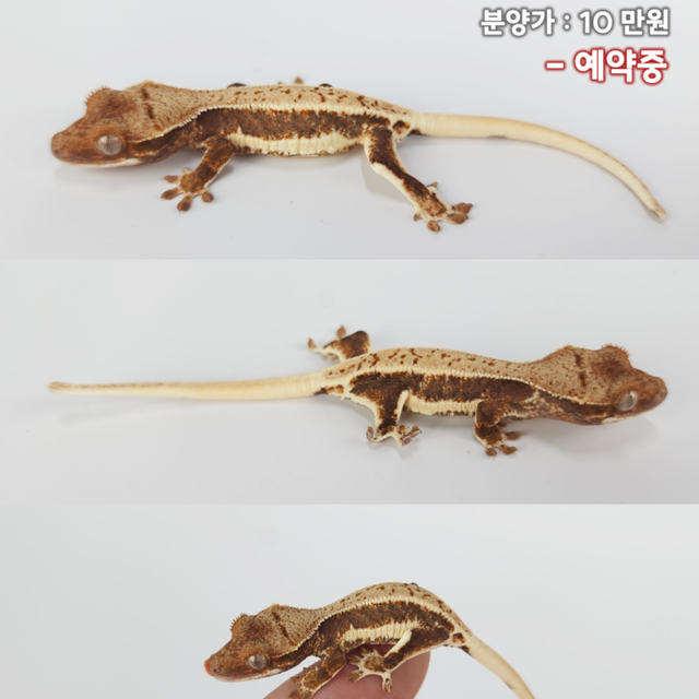 릴리화이트