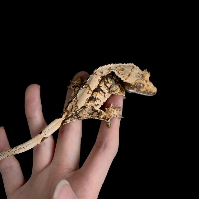 노멀 트라이 익스트림할리퀸