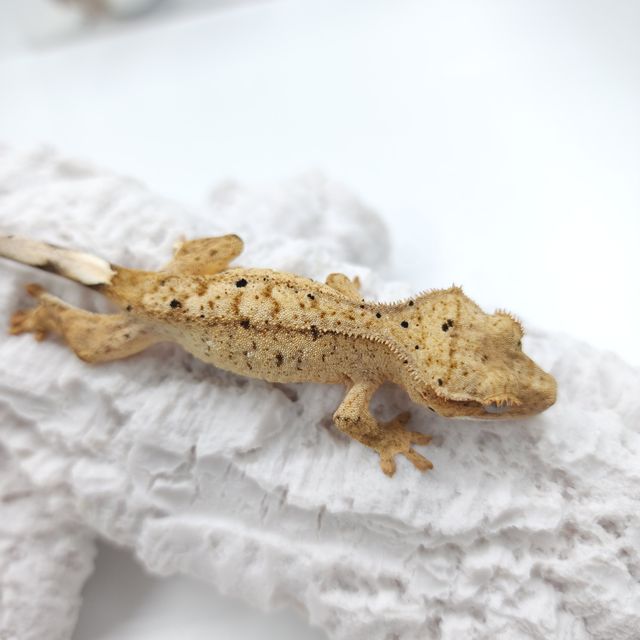 달마시안