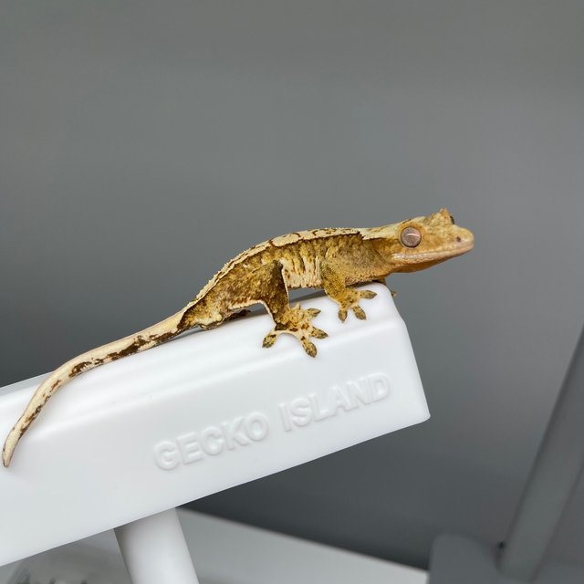 노멀 화이트핀 옐로우 크림시클