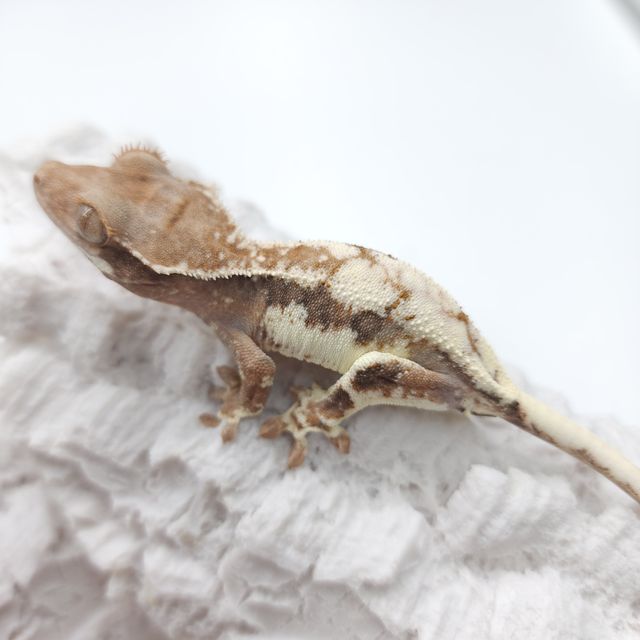 프라푸치노