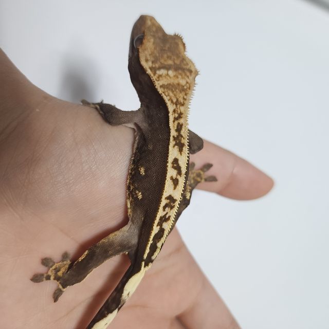 100%헷아잔틱