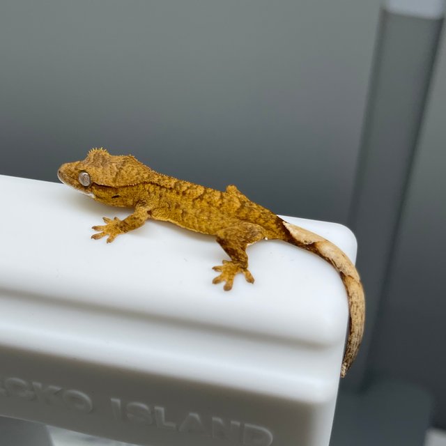 노멀 브린들 옐로우