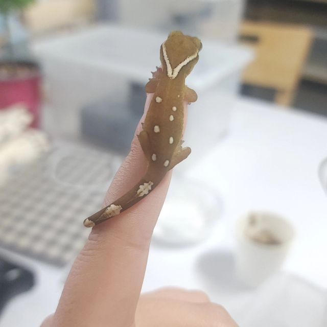 노멀