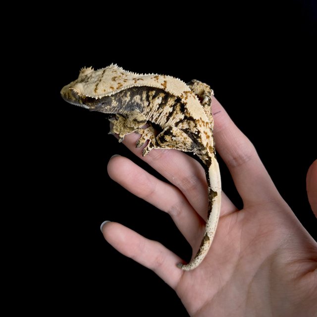 노멀 트라이 익스트림할리퀸