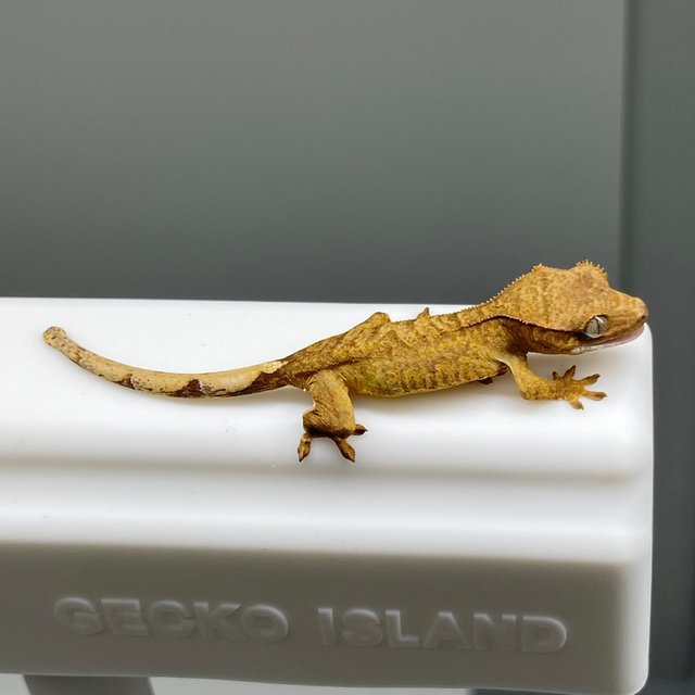 노멀 브린들 옐로우