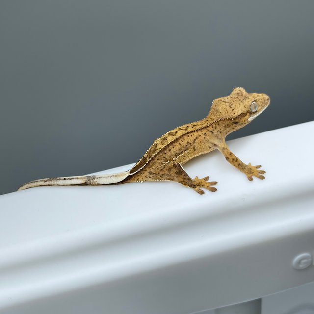 노멀 팬텀 옐로우