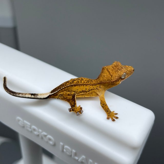 노멀 팬텀 옐로우