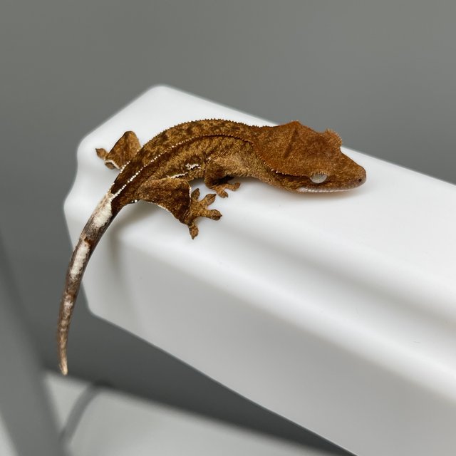 노멀 팬텀 옐로우