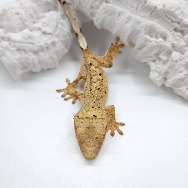 달마시안