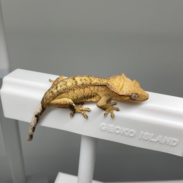 노멀 팬텀 옐로우