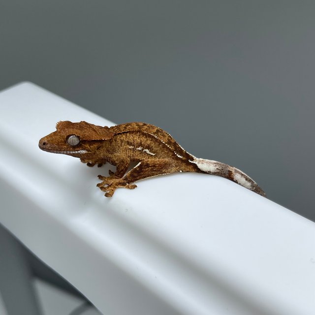 노멀 팬텀 옐로우