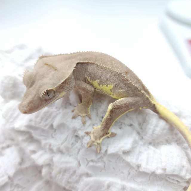 프라푸치노
