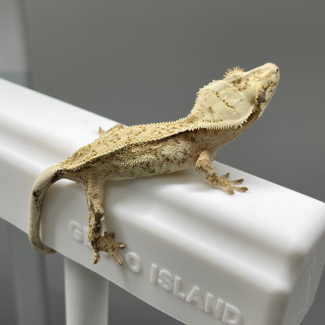 노멀 옐로우 크림시클