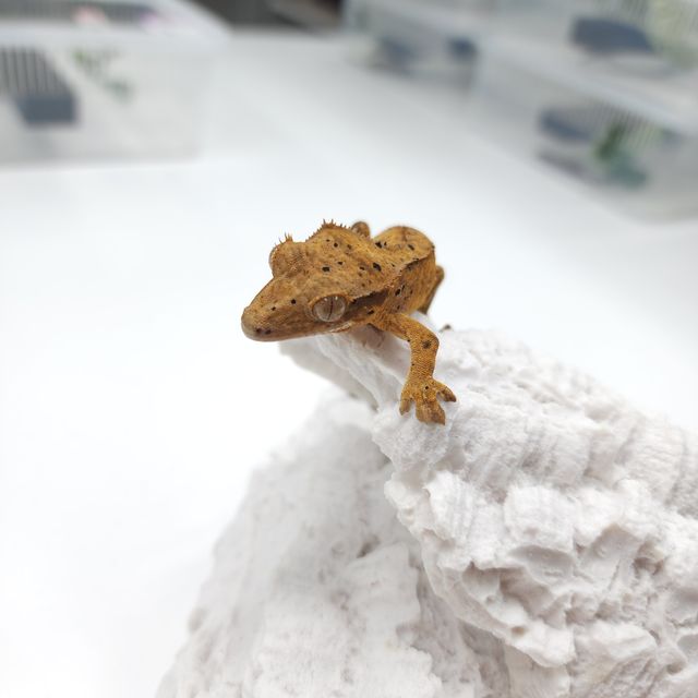 달마시안