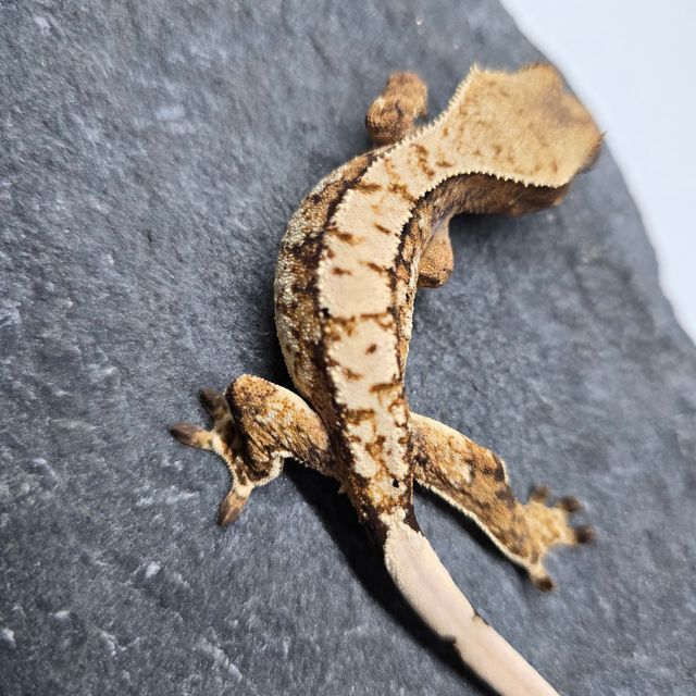 트라이