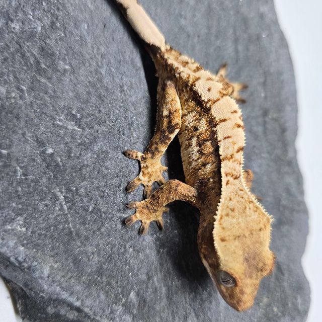 트라이