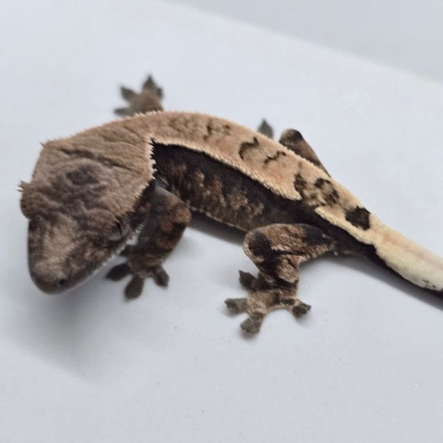 세이블