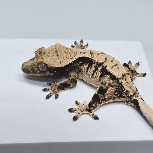 트라이