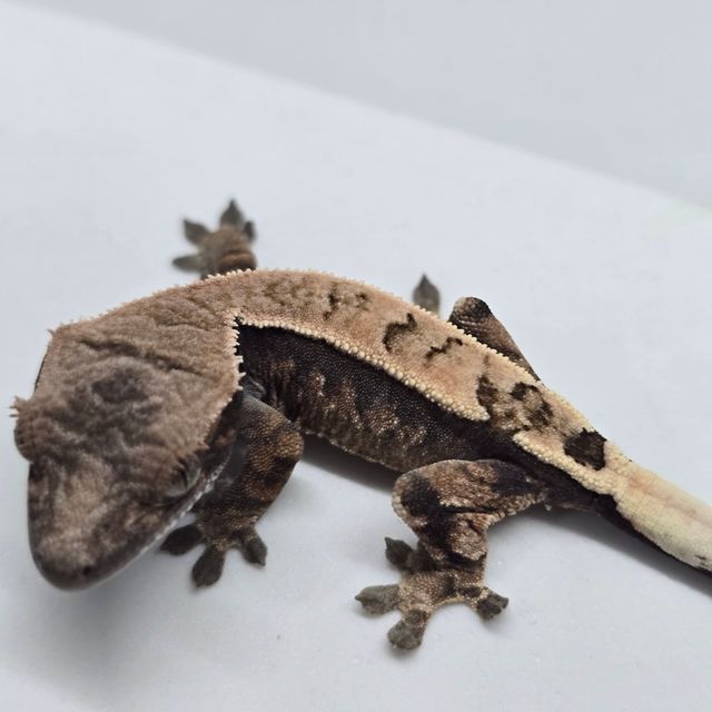세이블