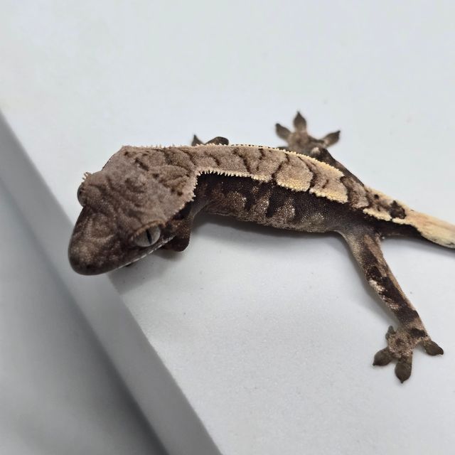 세이블