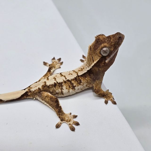 트라이
