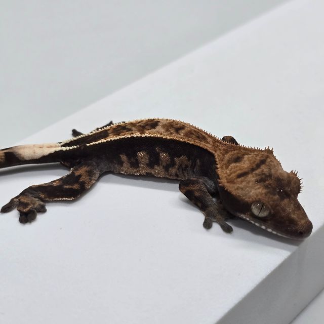 카푸치노