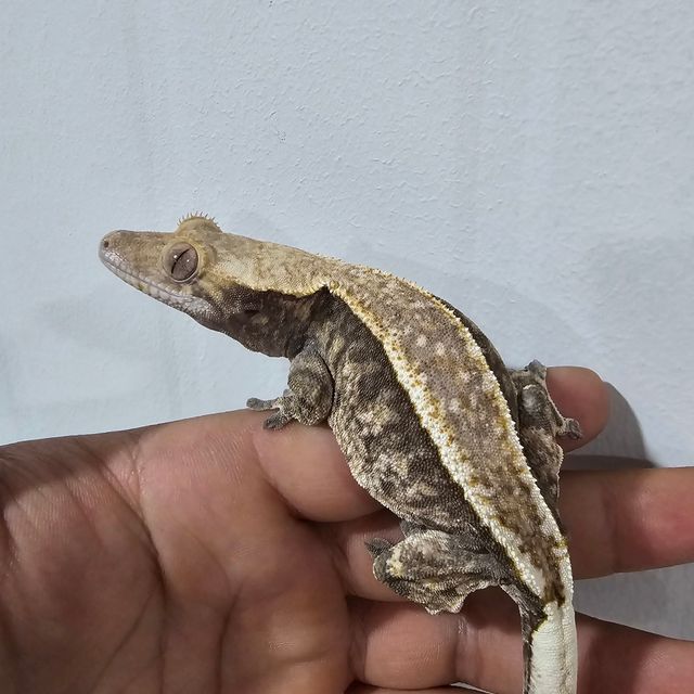 카푸치노