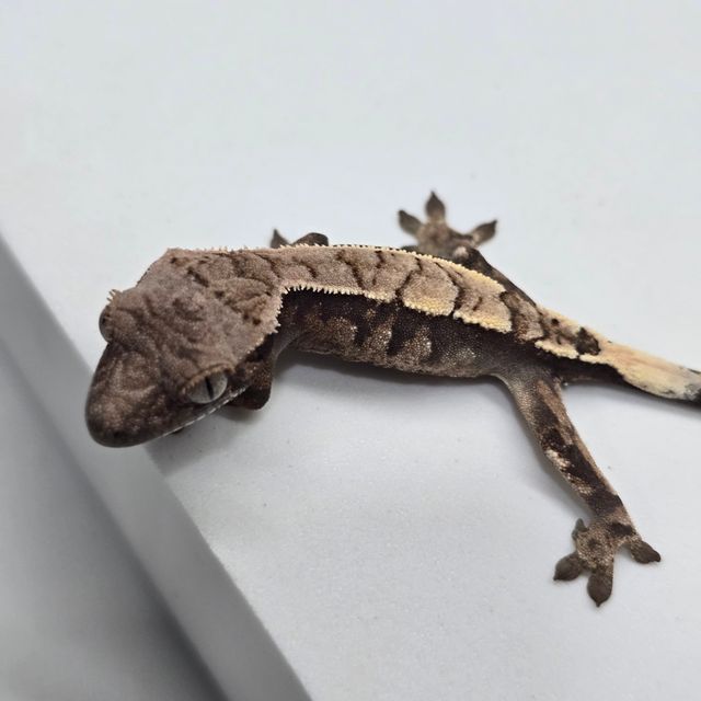 세이블