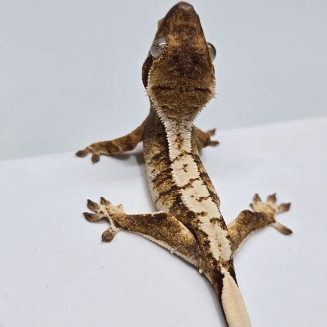 트라이