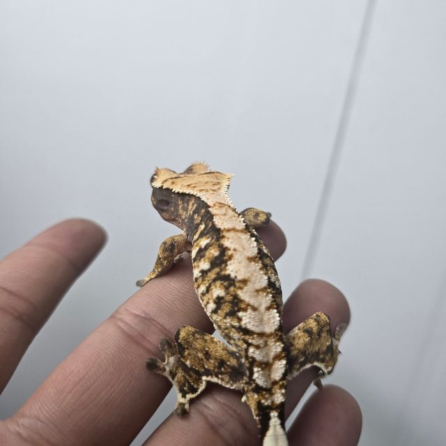 트라이