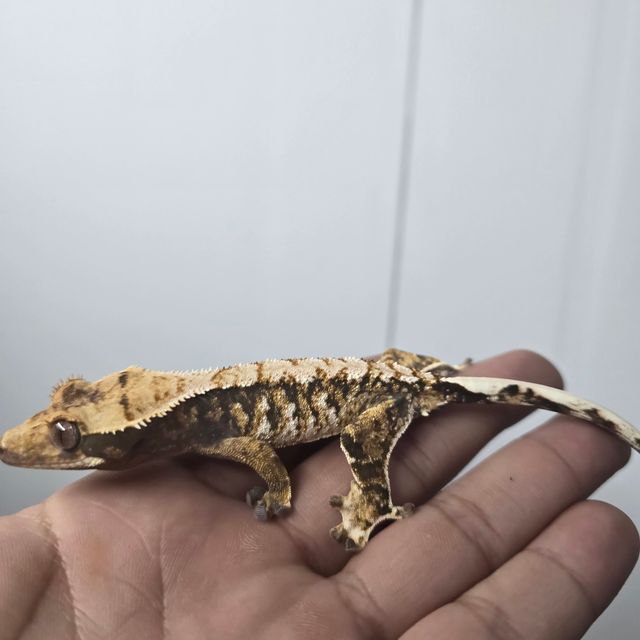 트라이