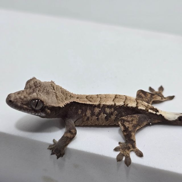 세이블