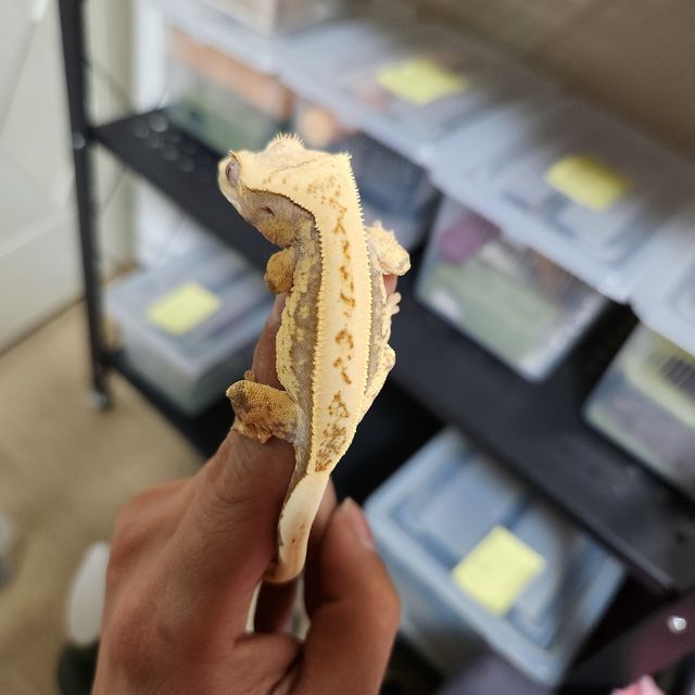 노멀 익스트림할리퀸