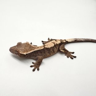 세이블