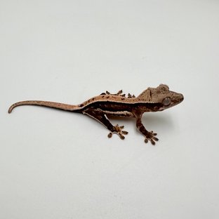 릴리100%헷아잔틱