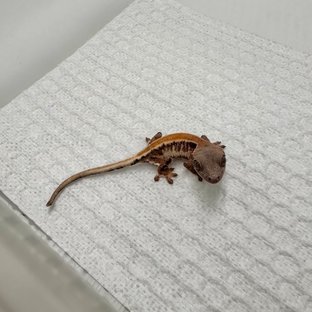 릴리 세이블 솔리드백