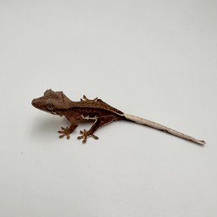 팬텀 프라푸치노 100%헷아잔틱