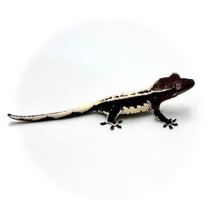 릴잔틱