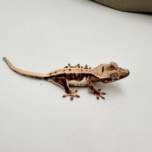 릴리100%헷아잔틱