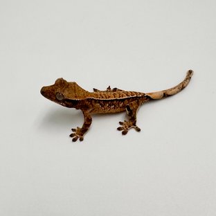 트라이 화이트스팟