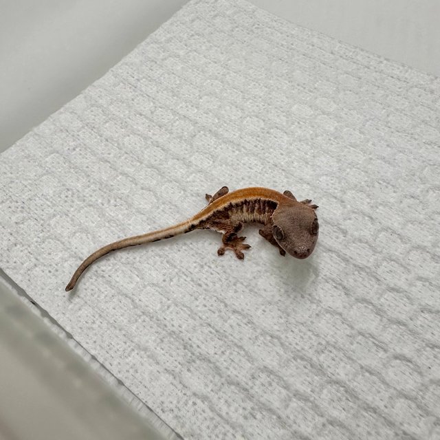 릴리 세이블 솔리드백