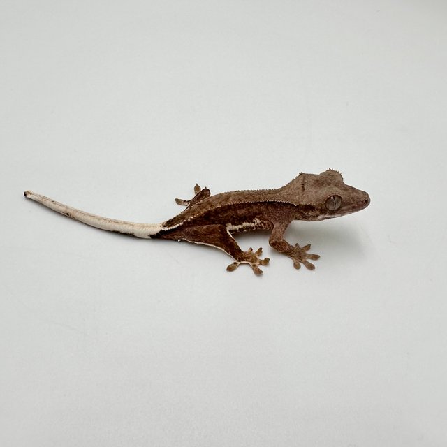 팬텀 프라푸치노 100%헷아잔틱