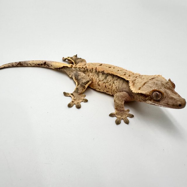 트라이 익스트림할리퀸