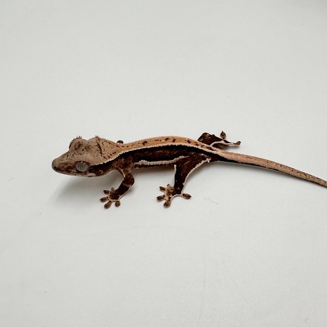 릴리100%헷아잔틱