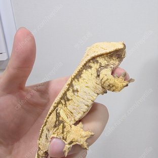 트라이 익스트림할리퀸