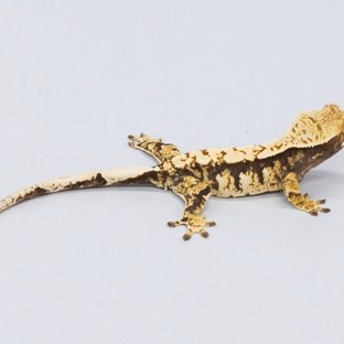 트라이 익스트림할리퀸